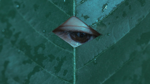 透过绿叶上的洞看的眼睛