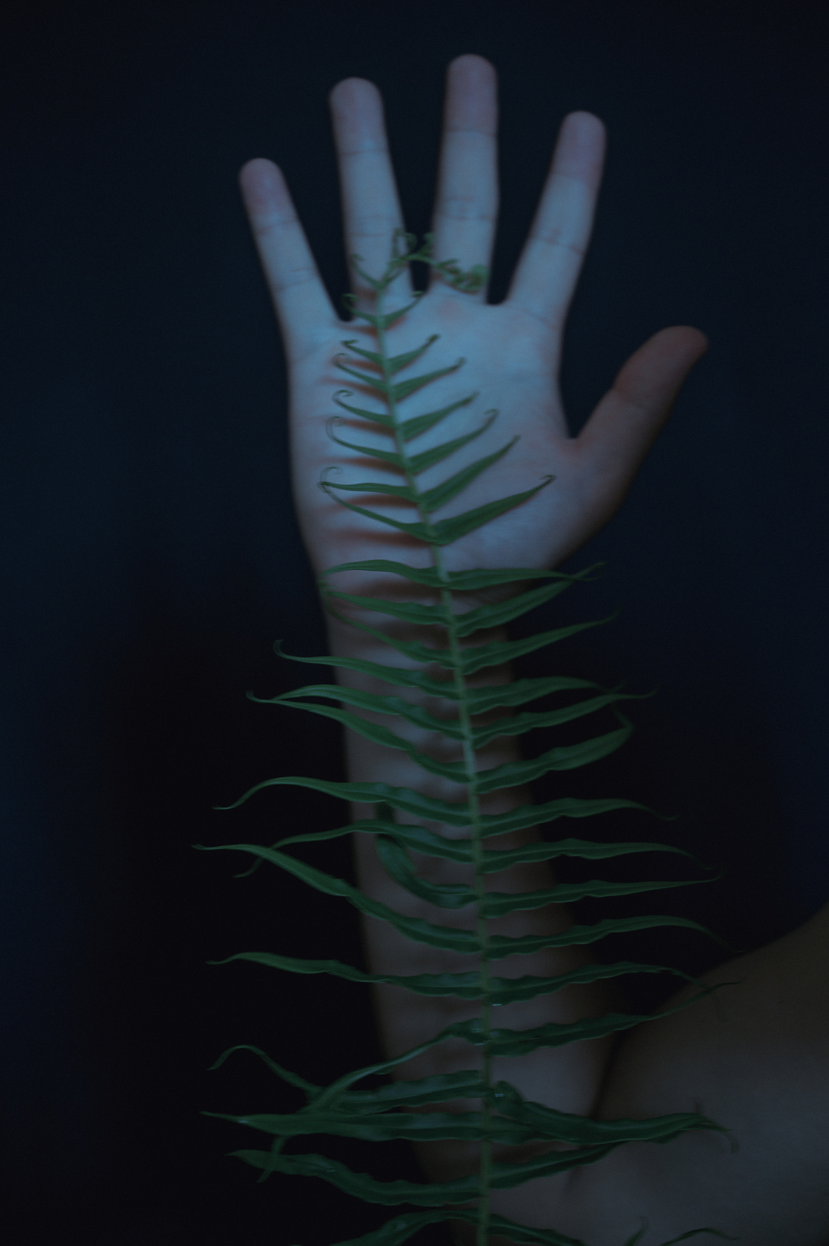 黑暗中握着绿色植物的手