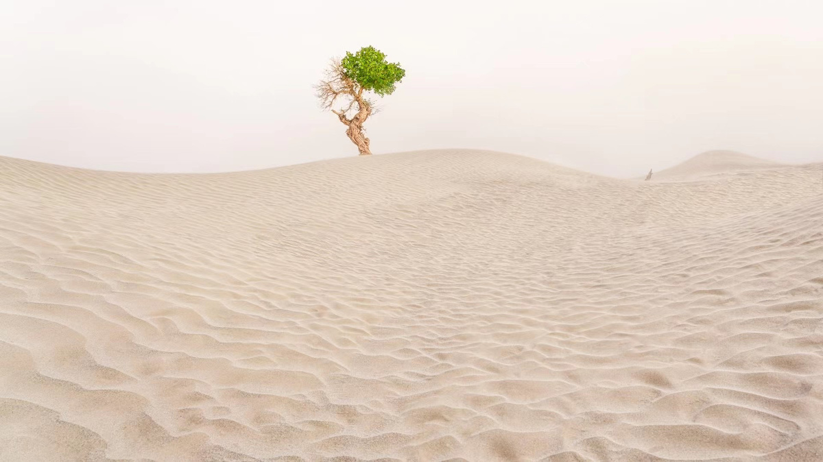在沙漠的白沙上 一个小沙丘上生长着一棵孤零零的树。