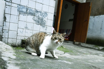 一只灰白色的猫正在沿着一座建筑物的旁边街道走下来