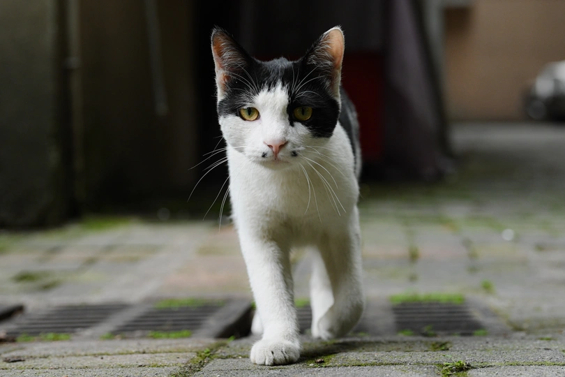 一只黑白相间的猫在人行道上走