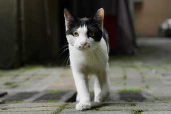 一只黑白相间的猫在人行道上走