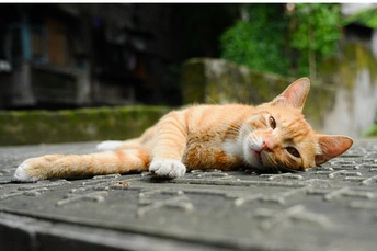一只躺在地上的橙色猫