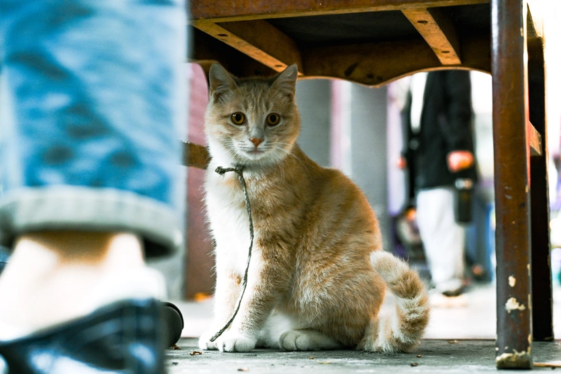 一只小橙猫带着狗绳坐在木制桌子下面