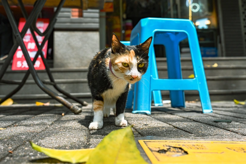 一只猫在黄色椅子旁边走下人行道