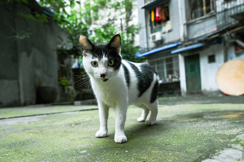 一只黑白相间的猫在街上走