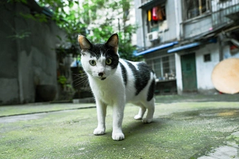 一只黑白相间的猫在街上走