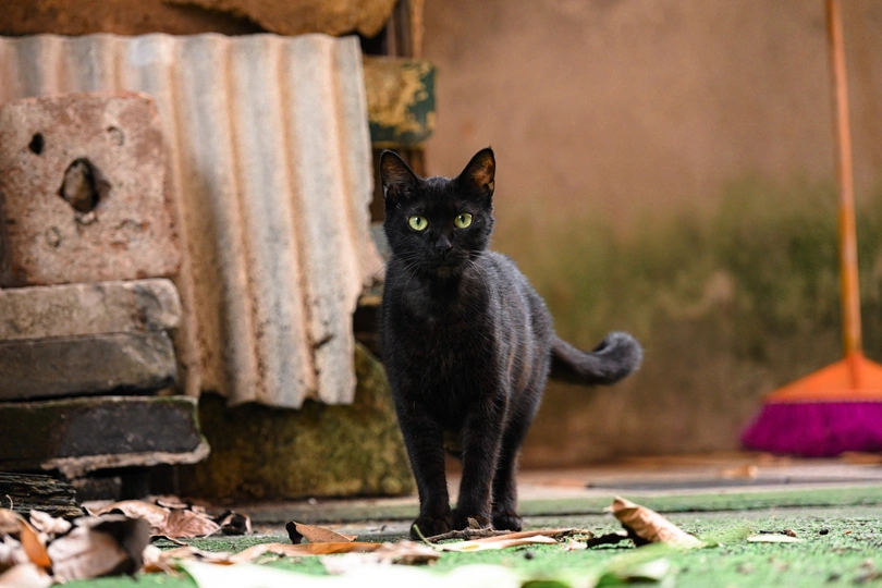 一只黑猫站在门口