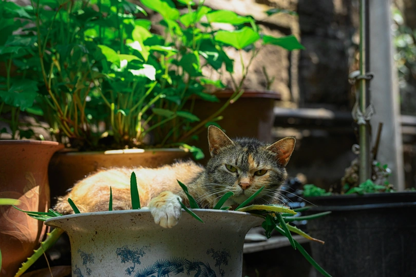 一只猫躺在有植物背景的花盆里