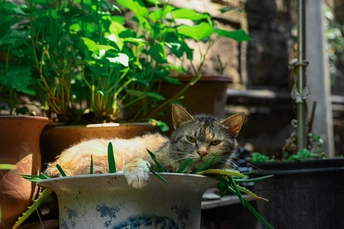 一只猫躺在有植物背景的花盆里