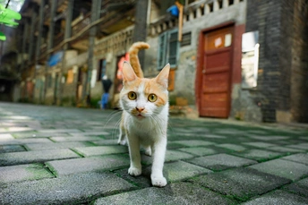 一只橙色和白色的猫走在鹅卵石街道上