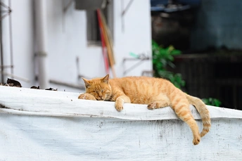 一只橙色猫咪在白色船上睡觉