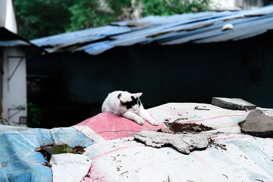 一只黑白相间的猫躺在建筑物屋顶上
