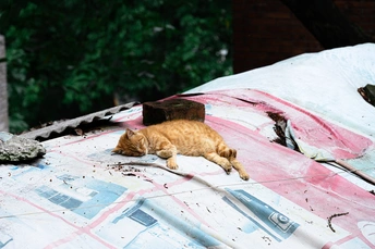 一只橙色猫咪在汽车的车顶上睡觉