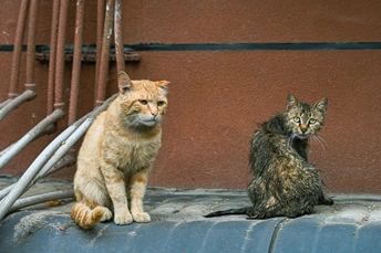 一些猫在汽车的车顶上坐着
