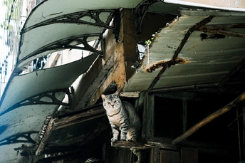 一只猫坐在船的屋顶上
