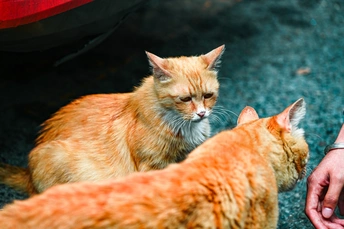 一只橙色猫坐在红色汽车旁边 被一个人抚摸。