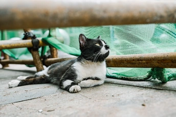 一只黑白相间的猫坐在地板上 旁边是一把木椅和一张网。