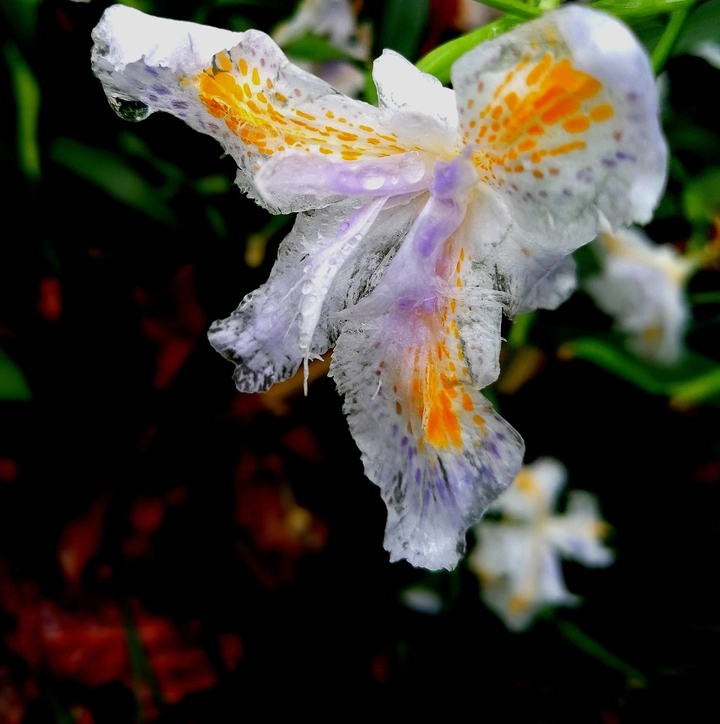 鸢尾花