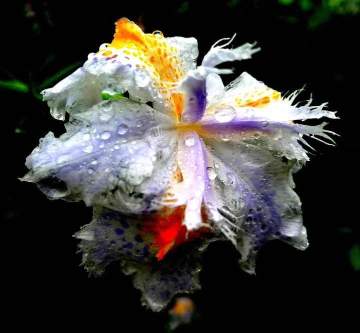 手机拍花