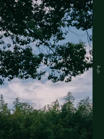 站在绿色草地上的一头牛 旁边是长凳和树木。