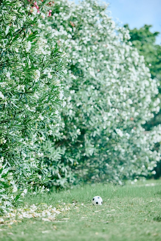 一个小白足球在绿色的草地上和树木中