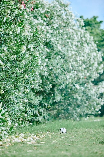一个小白足球在绿色的草地上和树木中
