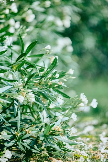 花园中的一片绿草地 开满了白色花朵