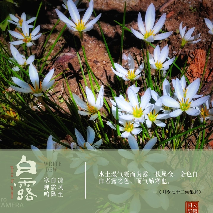 白露时刻