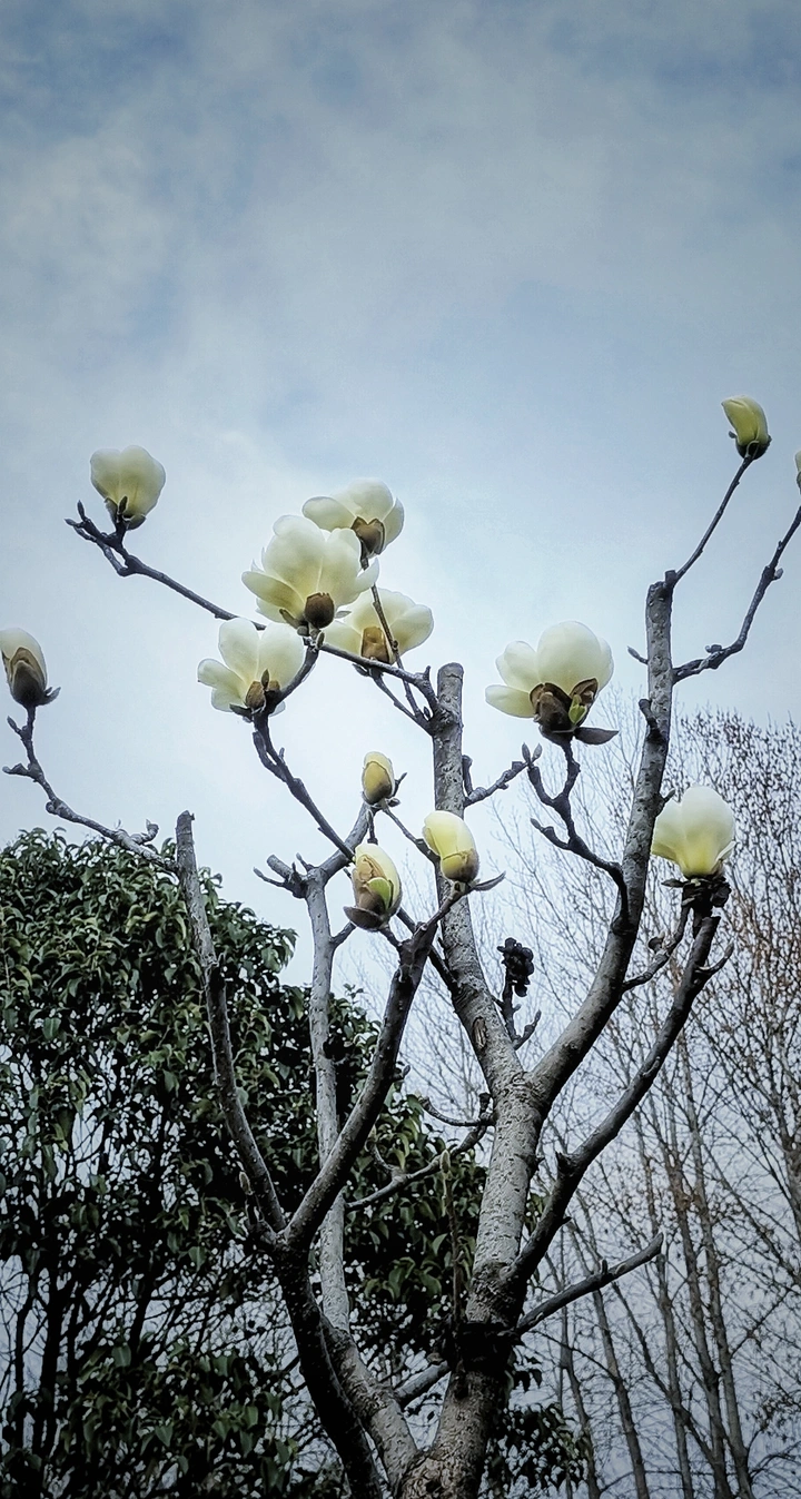 花开初春