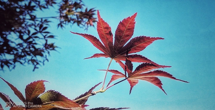 夏花季