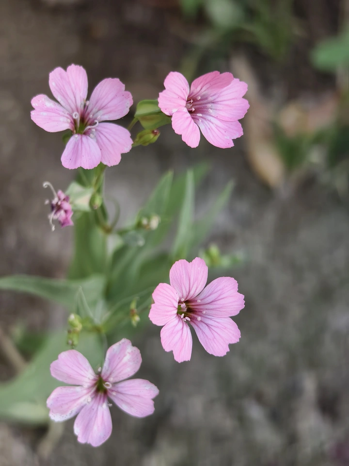 小花盛开