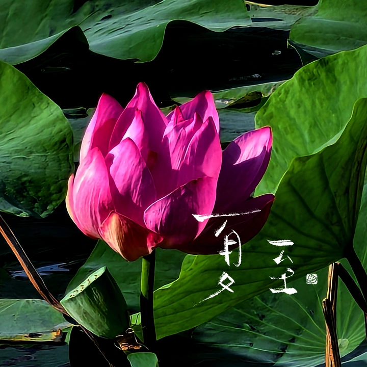 夏荷