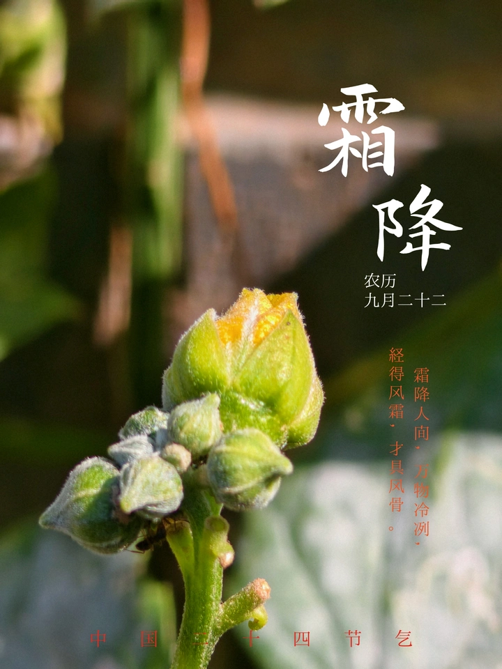 霜降节气