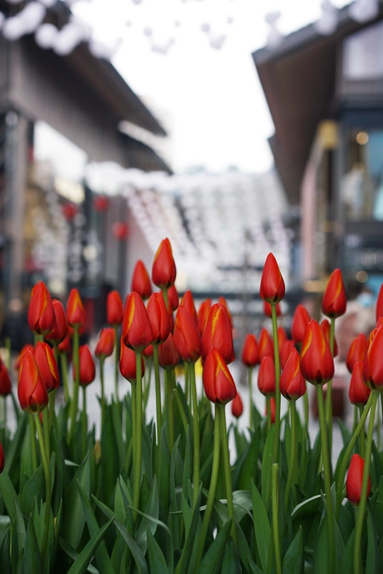 一堆红花坐在建筑物前