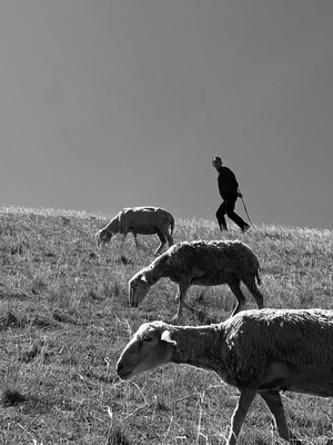 黑白照片 一个男子在草地上驱赶一群羊 一群羊在山坡上吃草。