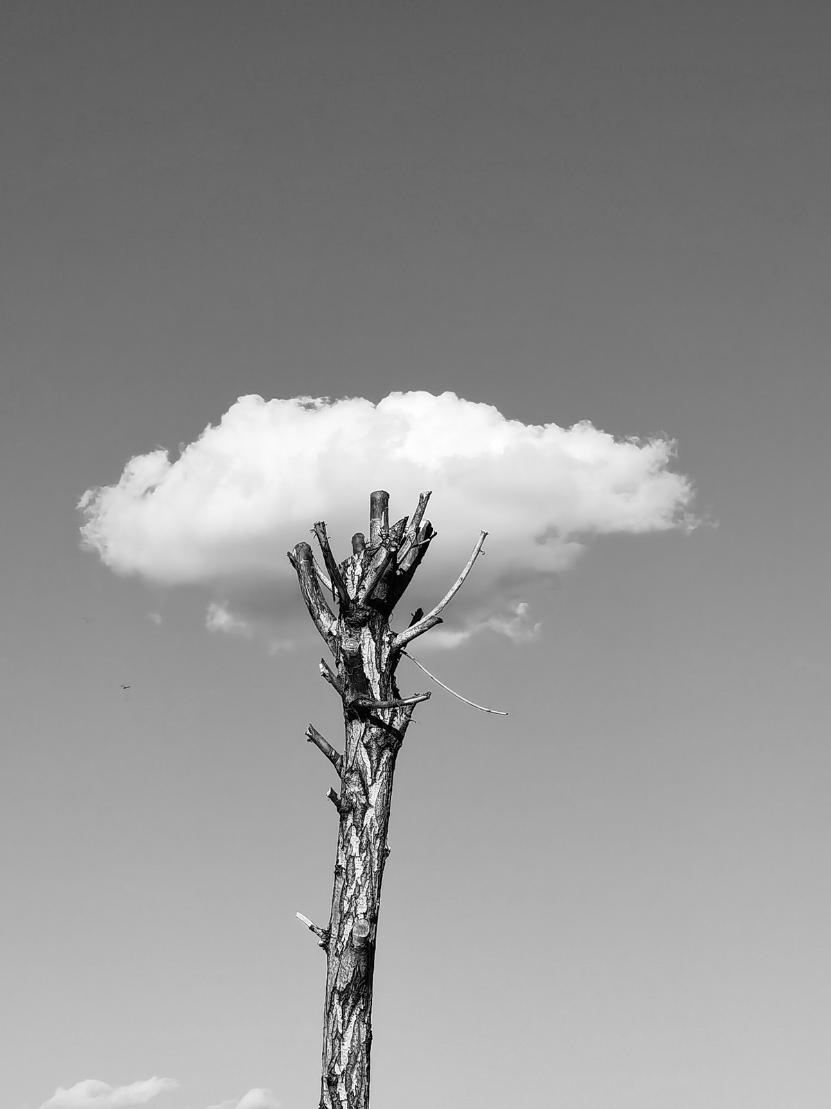 沙漠中孤独的一棵 standing alone in the desert with a cloud