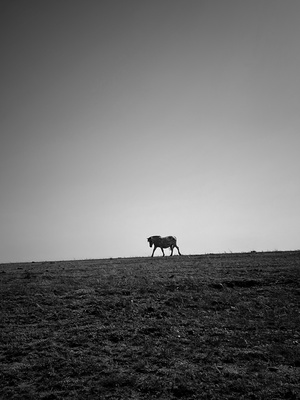 单匹马或牛站在草地上