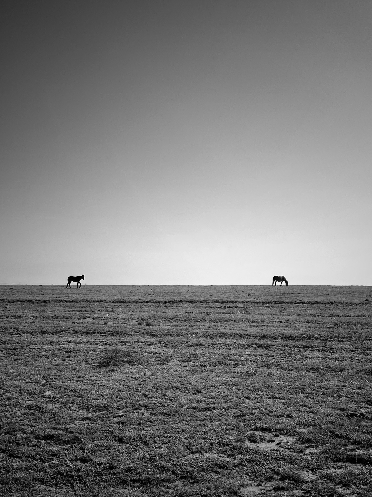 黑白照片 动物在广阔的草地上吃草