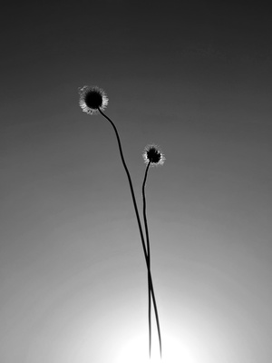 一束花在一个花瓶里 天空中太阳是黑色的和白色的。