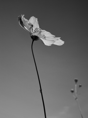 a single flower against the sky in black and white