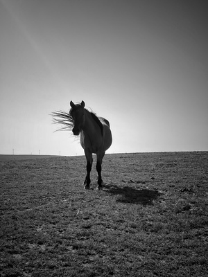 一匹黑白相间的马站在一个开阔的田野里