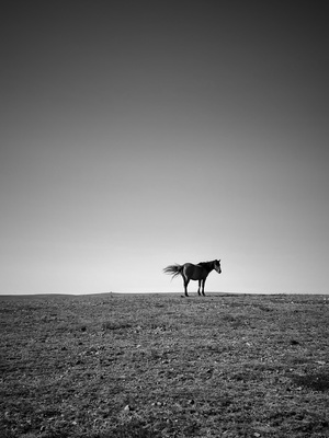 一张黑白照片 一匹马站在山顶上。