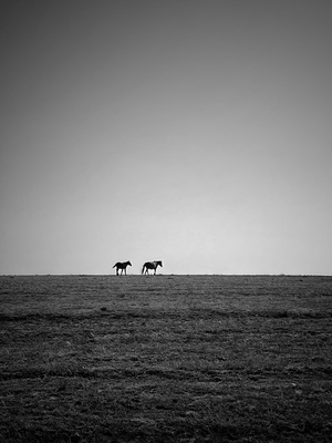 一对黑白照片 一对马在开阔的草地上吃草。