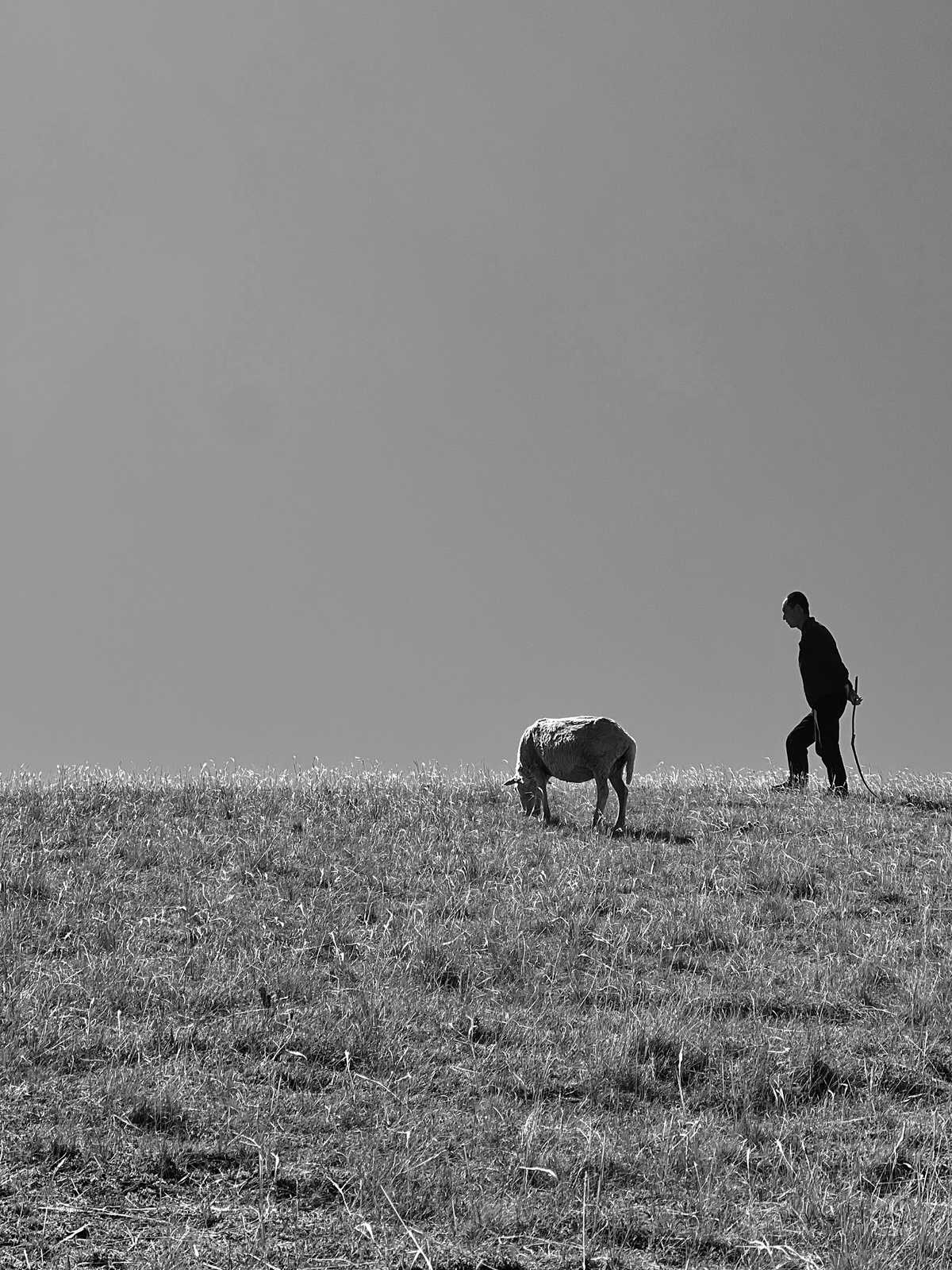 一个黑白照片 一个站在草地上的人 带着一只狗和一匹正在吃草的马。