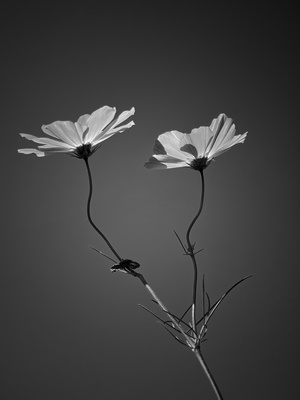 一张黑白花朵与灰天相映的照片
