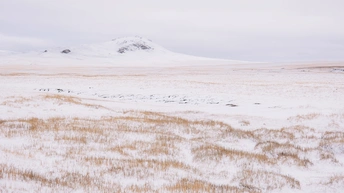 消防栓站在一片棕色草地上 前方是雪山。