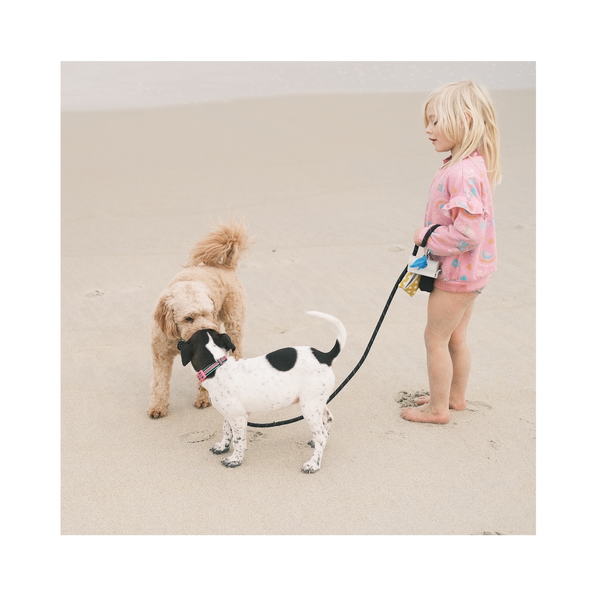 一个小女孩在沙滩上 她的狗在牵引绳上。