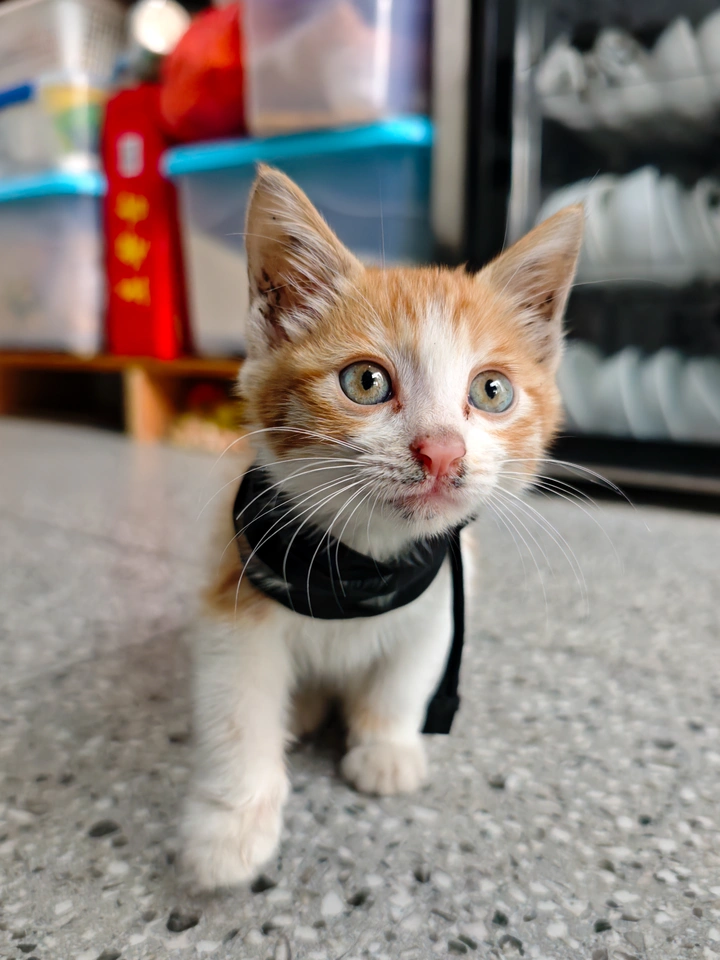 呆萌小喵