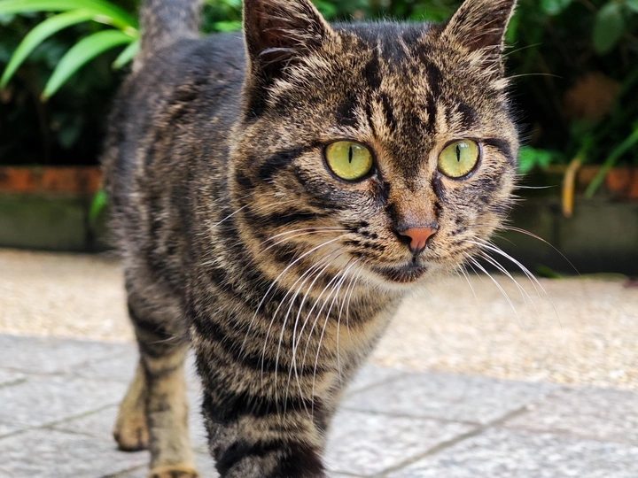 小区的猫